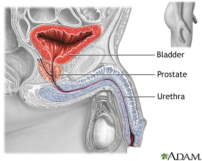 Prostate gland