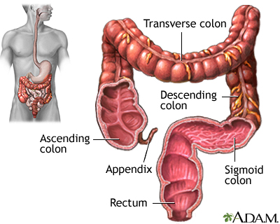 Large intestine