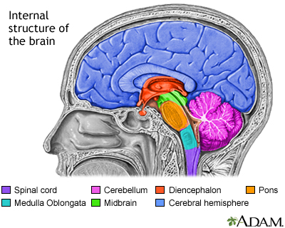 Brain structure